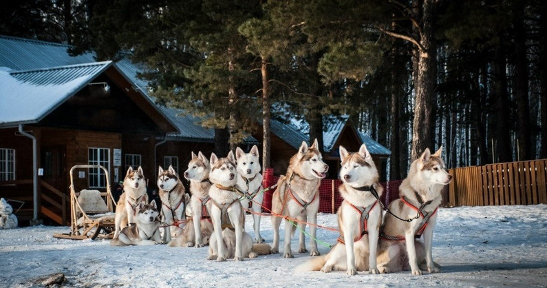 Хаски-деревня «Дух Севера»: экскурсия по деревне, контактное общение с питомцами, мини-ферма кроликов-гигантов, стрельба из лука, фотозоны и многое другое.